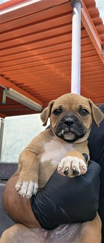 A baby small-sized male Brown / Chocolate Boxer dog named 61662517 for adoption in El Paso, TX
