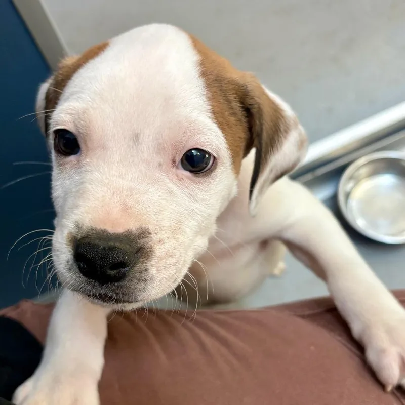 A baby small-sized male White / Cream American Bulldog dog named Cookie Dough for adoption in New Fairfield, CT