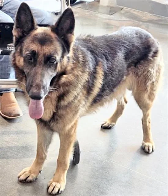 An adult medium-sized male German Shepherd Dog dog named Kenji for adoption in Houston, TX