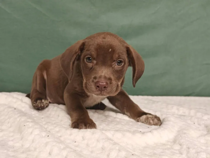 A baby medium-sized male Labrador Retriever dog named Hudson for adoption in Royal Palm Beach, FL