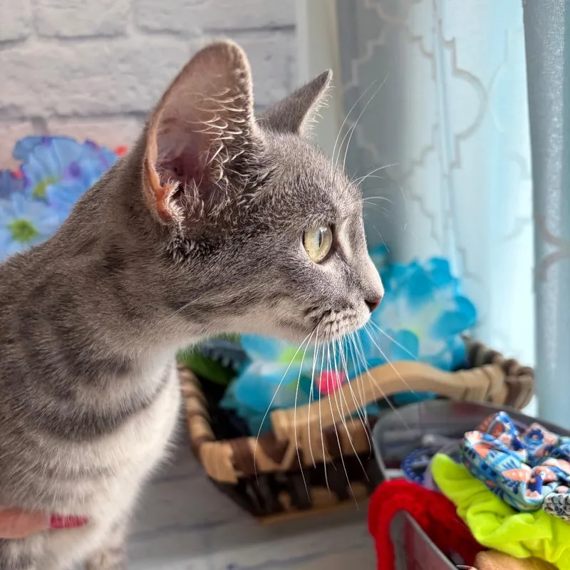 A young medium-sized female Gray / Blue / Silver Domestic Short Hair cat named Ruby for adoption in Harrisonburg, VA
