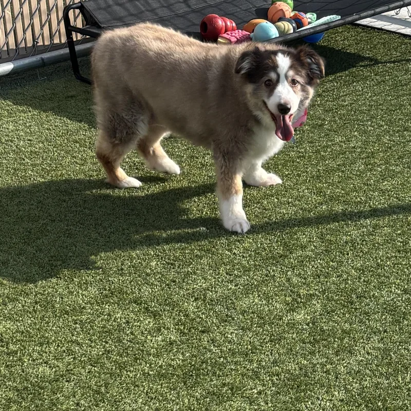 A senior small-sized female Tricolor (Brown, Black, & White) Australian Shepherd dog named Penny for adoption in Liberty, MO