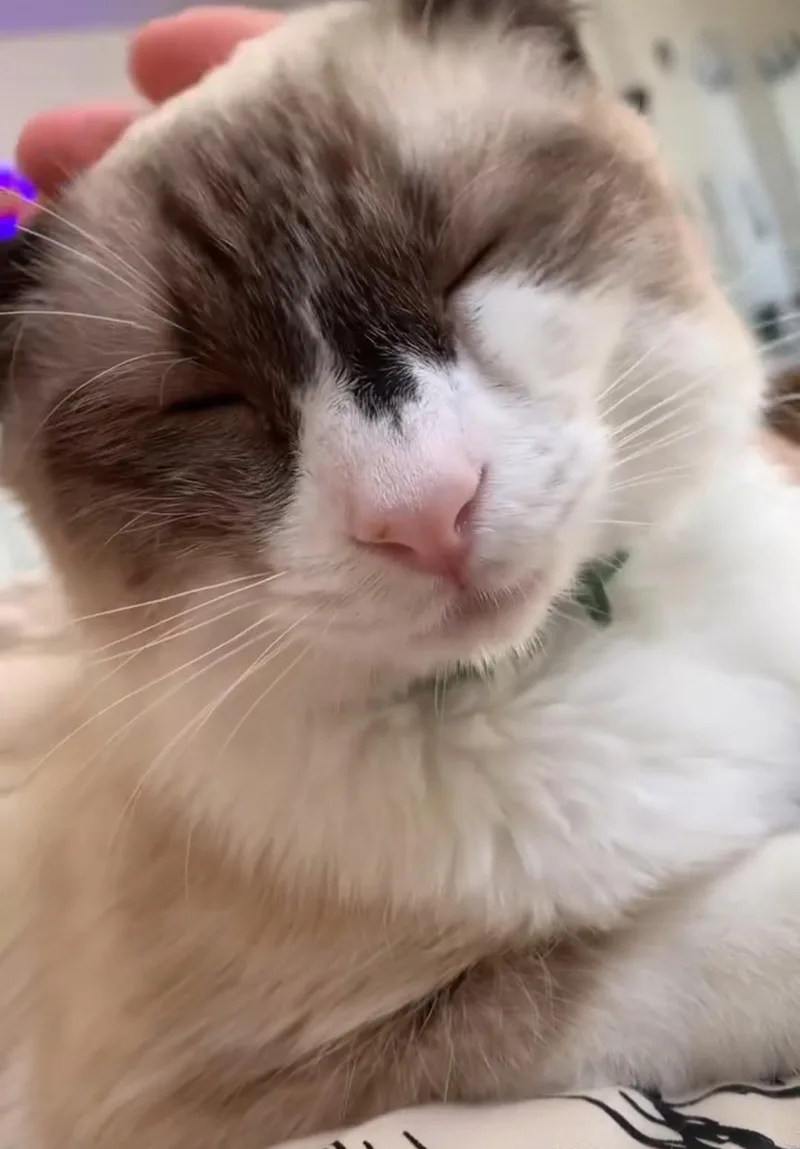 Basil