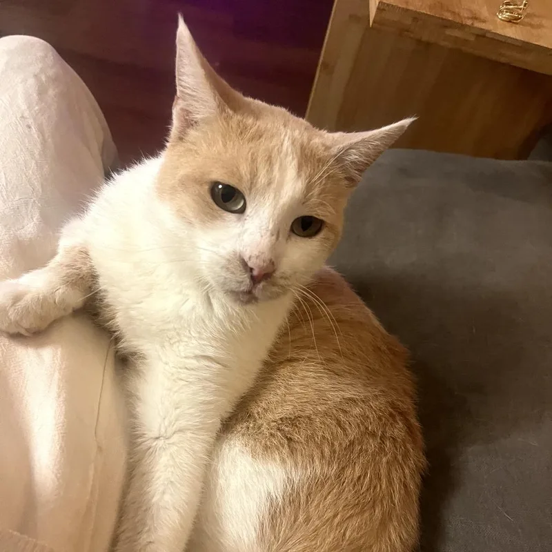 Gallagher thumbnail 2