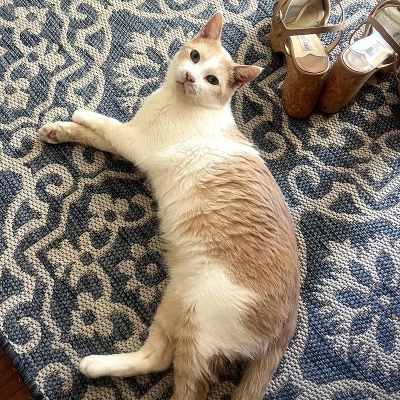 Gallagher thumbnail 3