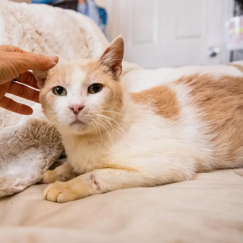 Gallagher thumbnail 4