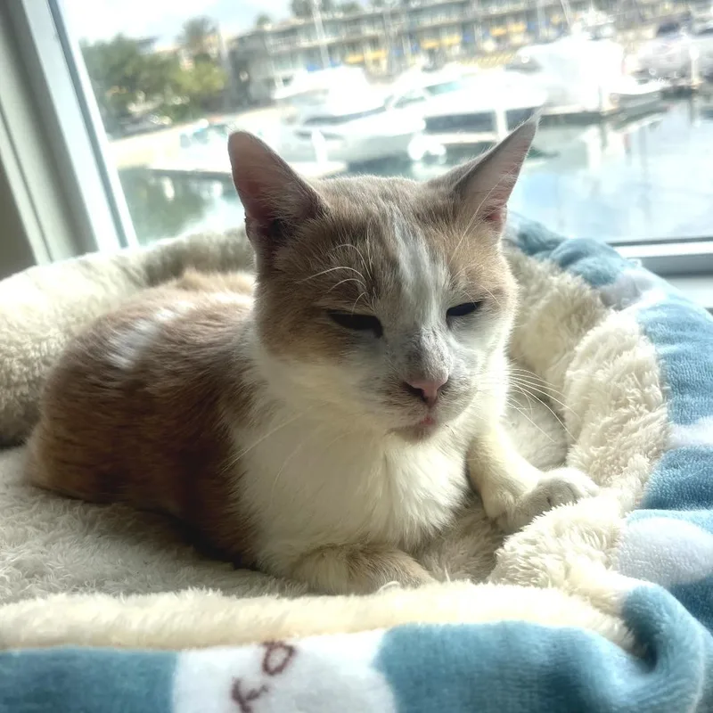 Gallagher thumbnail 5