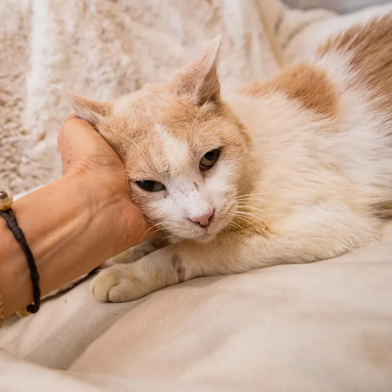 Gallagher thumbnail 6