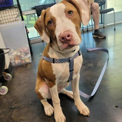 A baby large-sized male Mixed Breed dog named Tony The Tiger for adoption in Memphis, TN