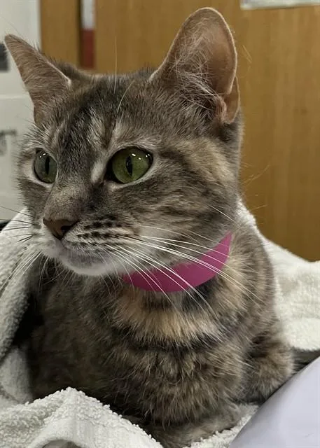 An adult small-sized female Domestic Short Hair cat named Sandra for adoption in Upper Marlboro, MD