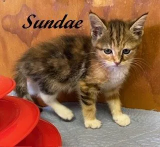 Sundae thumbnail 3