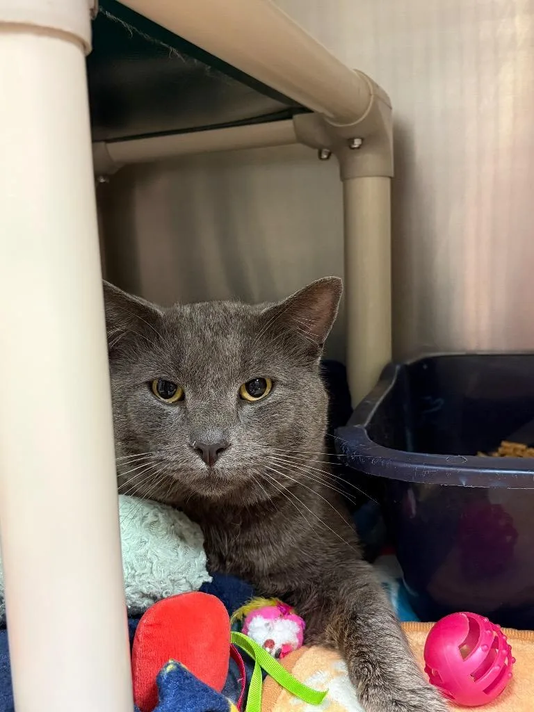An adult medium-sized male Domestic Short Hair cat named Dorian for adoption in Johnson City, TN