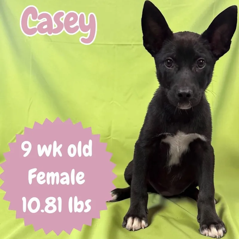 Casey thumbnail 2