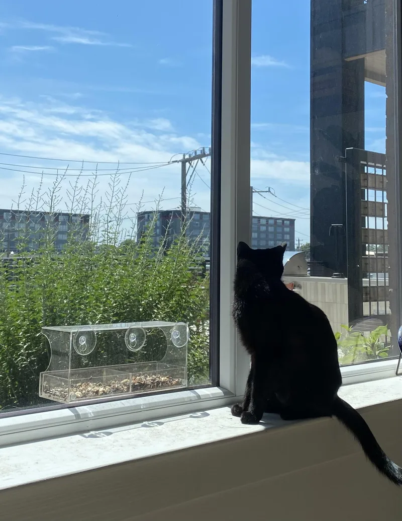 A young medium-sized female Black Domestic Short Hair cat named Elvira for adoption in Richmond, VA