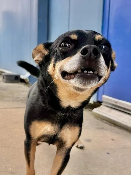 An adult small-sized male Chihuahua dog named Buddy for adoption in New Orleans, LA