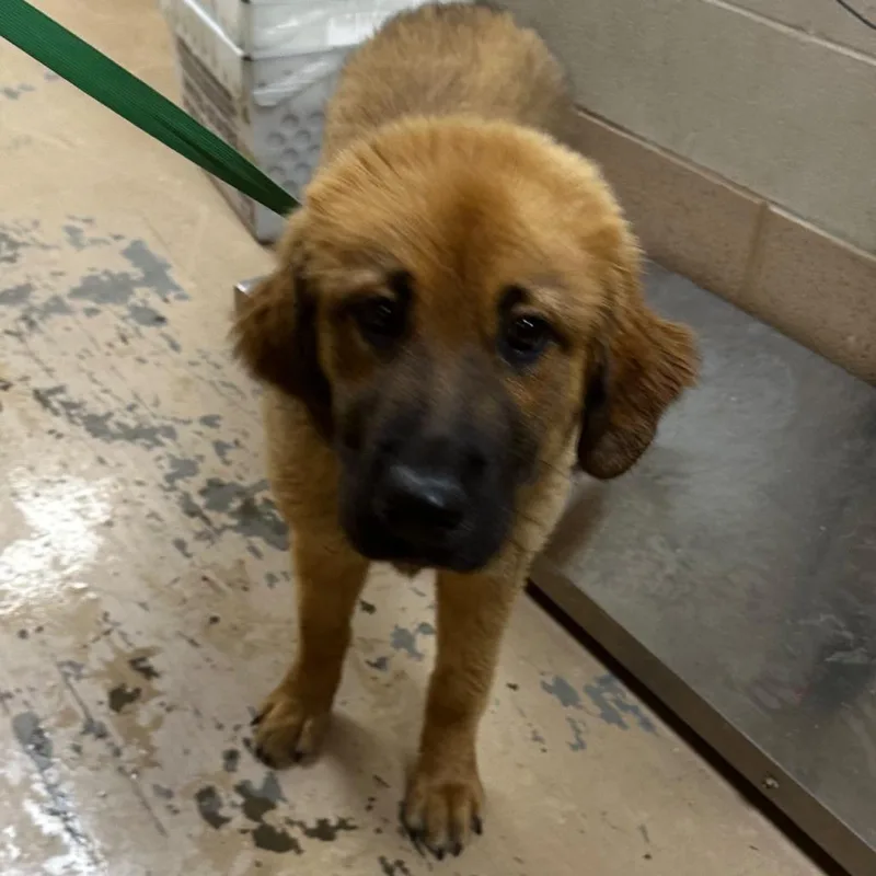 A young medium-sized female Brown / Chocolate Mixed Breed dog named Van for adoption in Gadsden, AL
