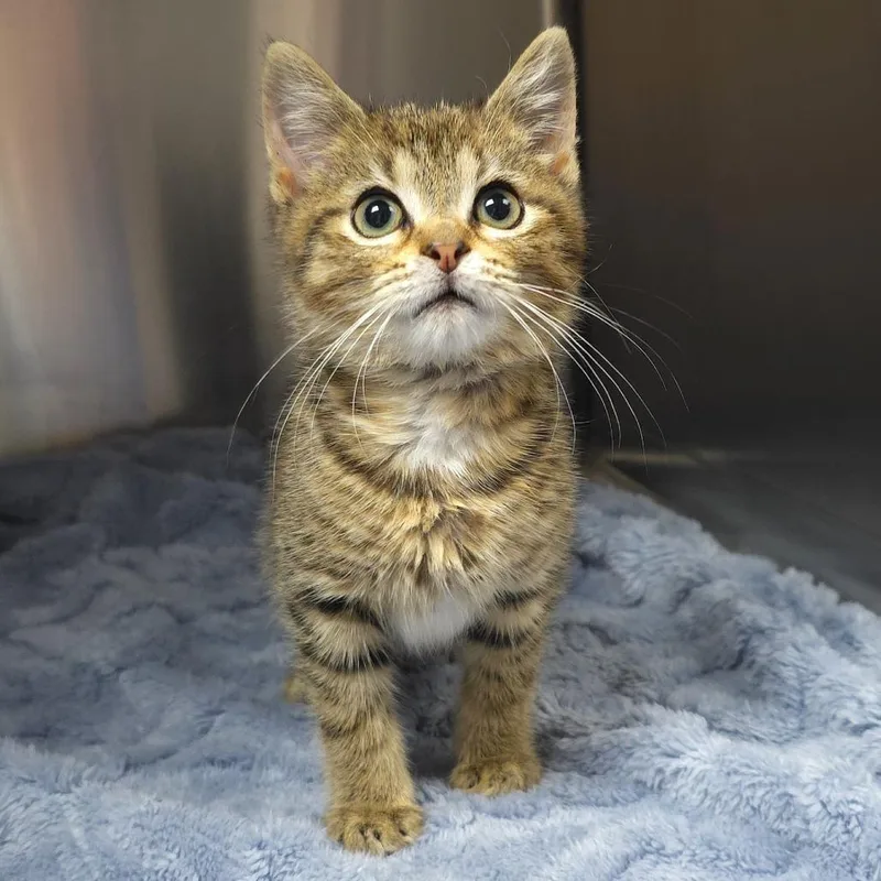 A baby small-sized male Gray / Blue / Silver Domestic Short Hair cat named Dc for adoption in Michigan City, IN