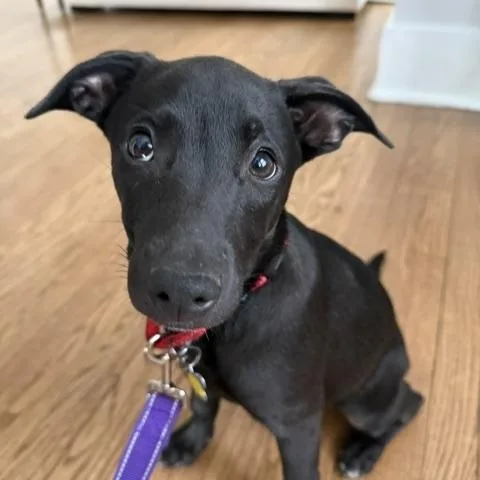 A baby medium-sized female Black Dachshund dog named Nyx for adoption in Albany, NY