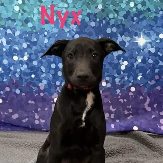 Nyx thumbnail 4