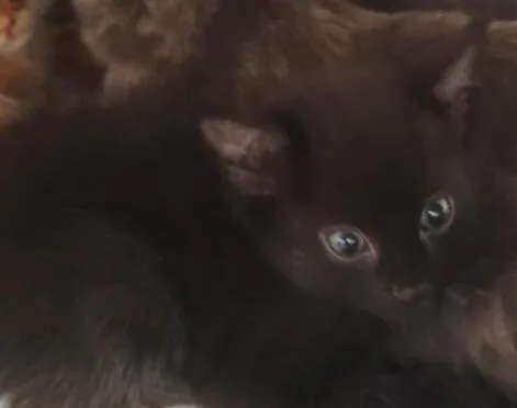 A baby small-sized male Domestic Short Hair cat named Tony for adoption in New Kensington, PA