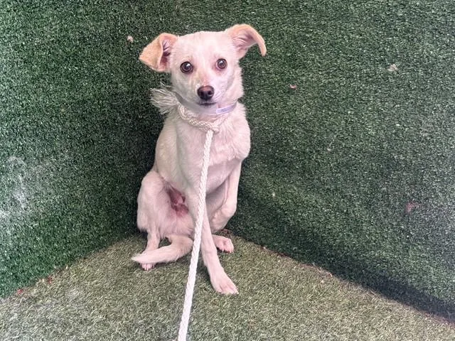 A young small-sized male Chihuahua dog named Blake for adoption in Lancaster, CA