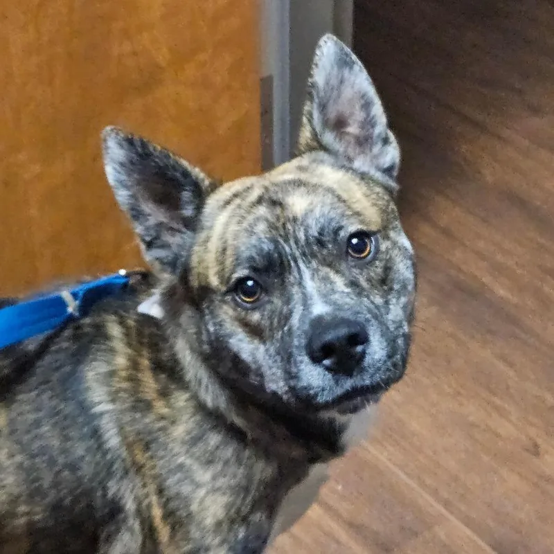 A young medium-sized male Brindle Mixed Breed dog named Ralph for adoption in Newark, DE