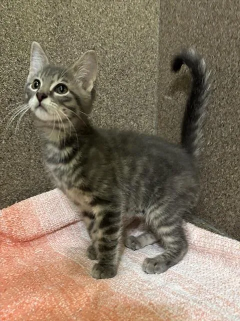 A baby small-sized male Domestic Short Hair cat named Bacon Bits for adoption in Louisville, KY