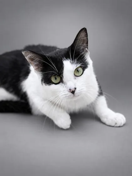 Penelope