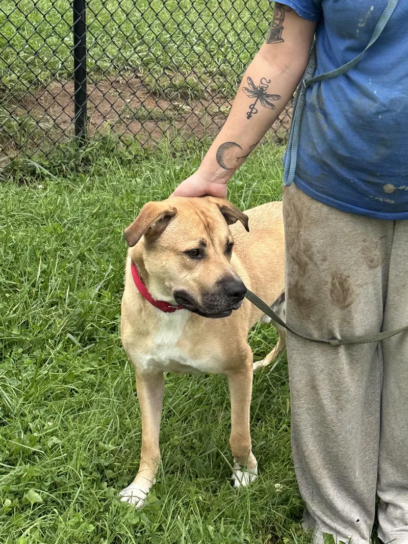 A young medium-sized male Apricot / Beige Anatolian Shepherd dog named Hawk for adoption in Chester Springs, PA