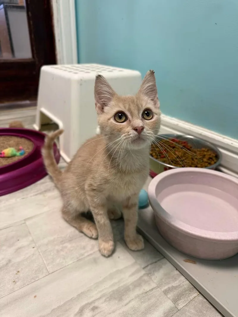 A young small-sized male Buff / Tan / Fawn Domestic Short Hair cat named Pumpkin for adoption in Freeport, NY