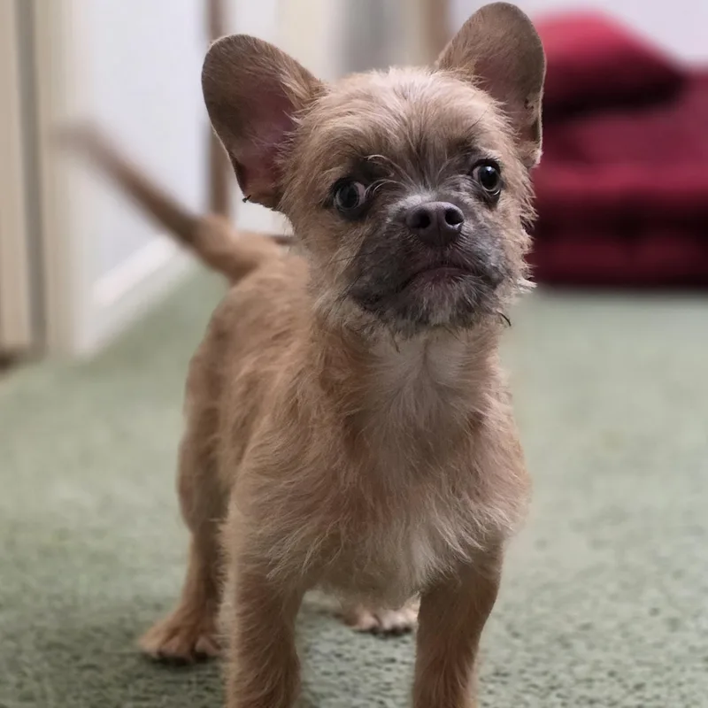 Sir Pierre thumbnail 2