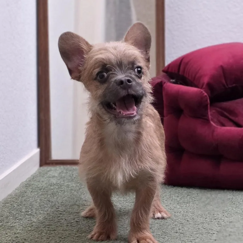 Sir Pierre thumbnail 3