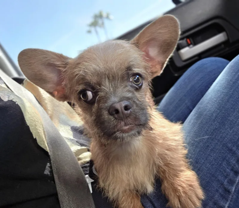 Sir Pierre thumbnail 6