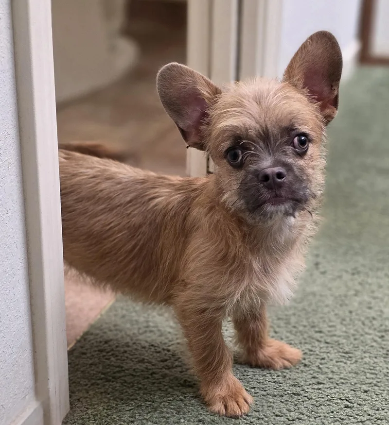 A baby small-sized male Golden French Bulldog dog named Sir Pierre for adoption in Clovis, CA