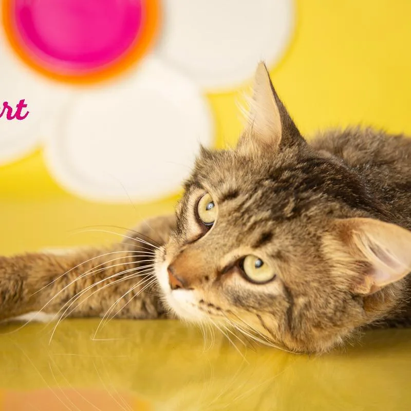 Prince Albert thumbnail 2