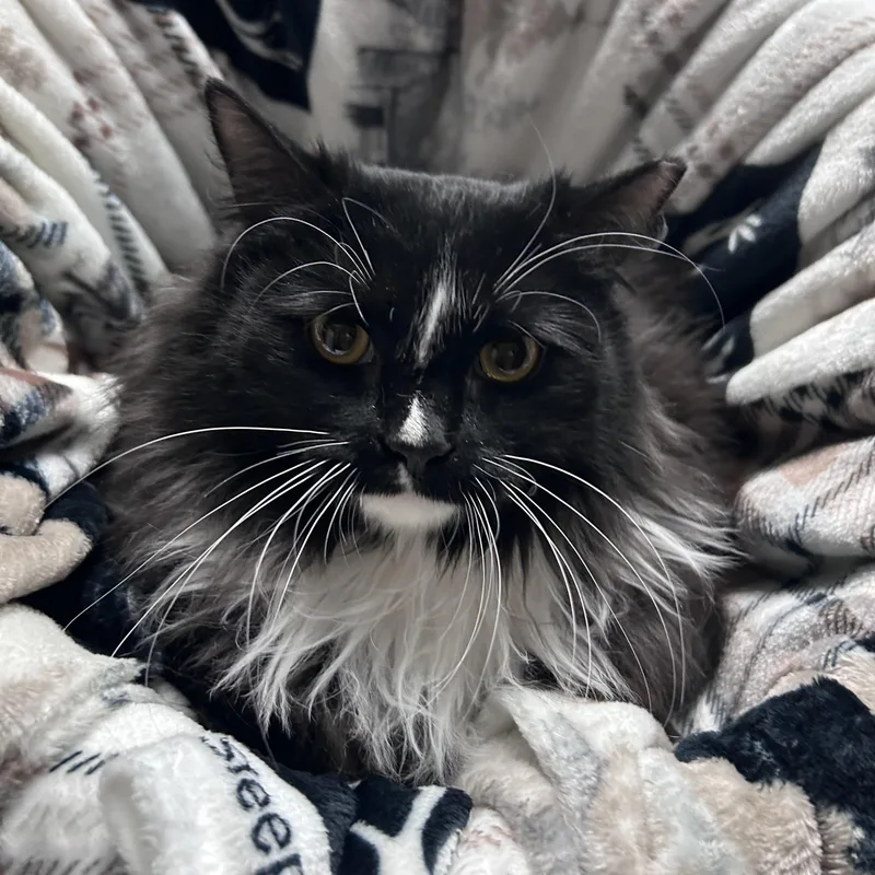 Lightning thumbnail 3