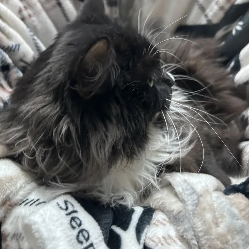 Lightning thumbnail 6