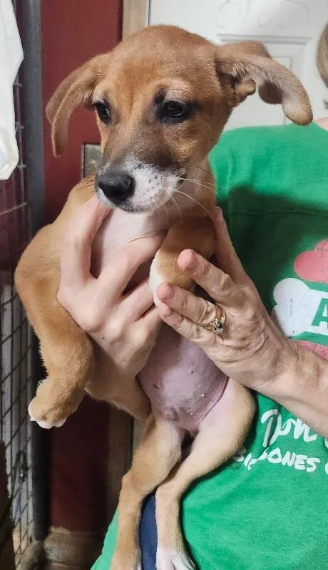Scout