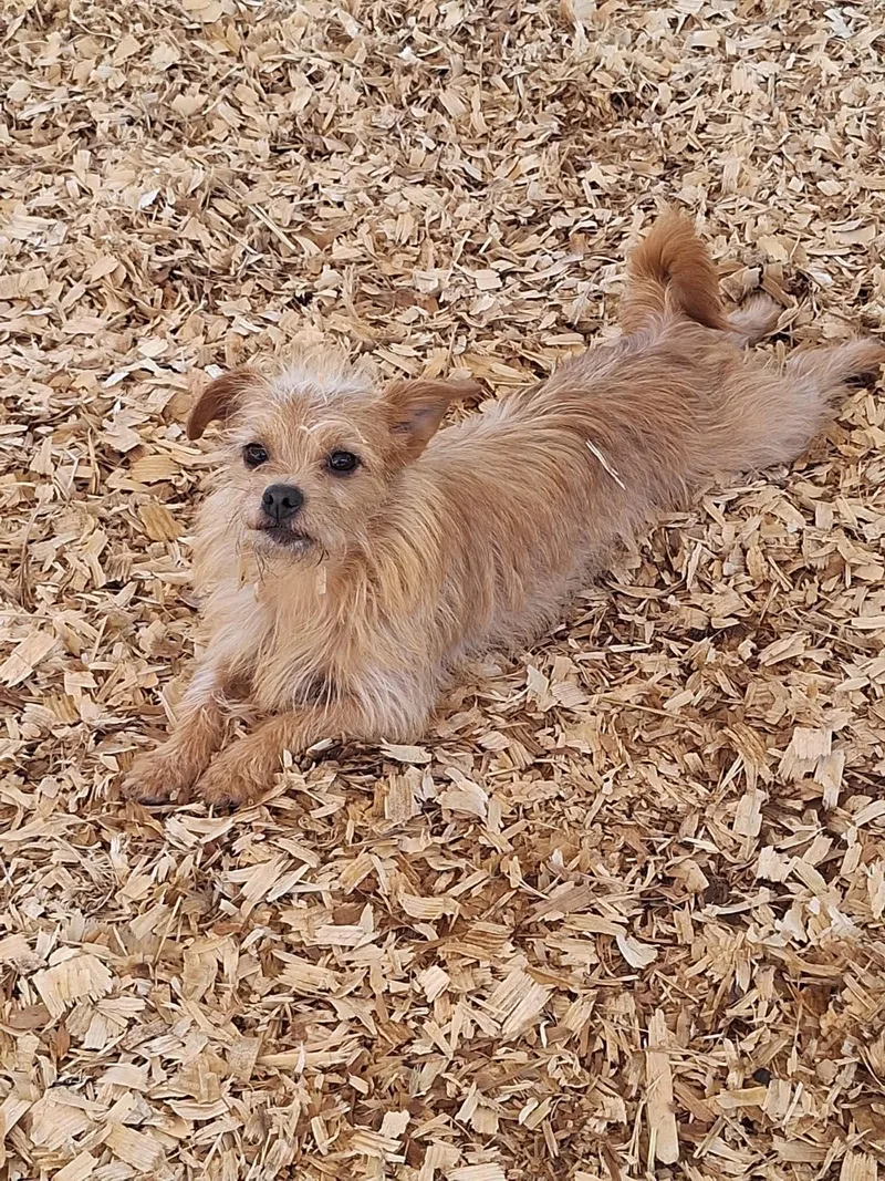 Bebe