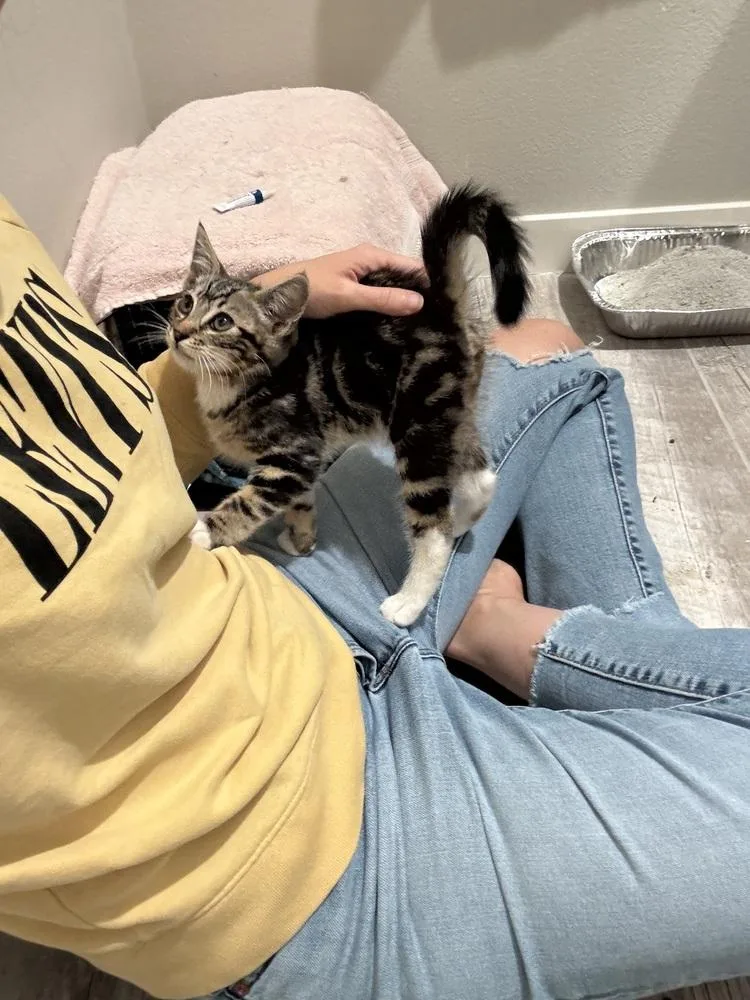 A baby small-sized male Domestic Short Hair cat named Space Cowboy for adoption in Lancaster, CA