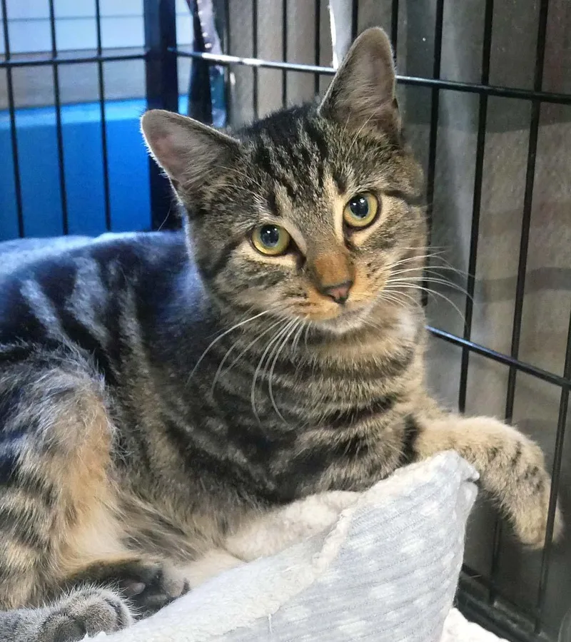 A baby small-sized female Domestic Short Hair cat named Acorn for adoption in Bloomingdale, NJ
