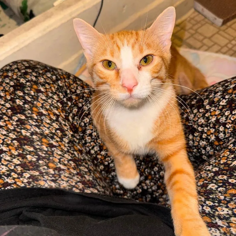 A young small-sized male Orange / Red Domestic Short Hair cat named Leo for adoption in Kansas City, MO