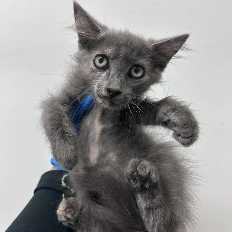 A baby small-sized female Domestic Medium Hair cat named Precious for adoption in Edinburg, TX