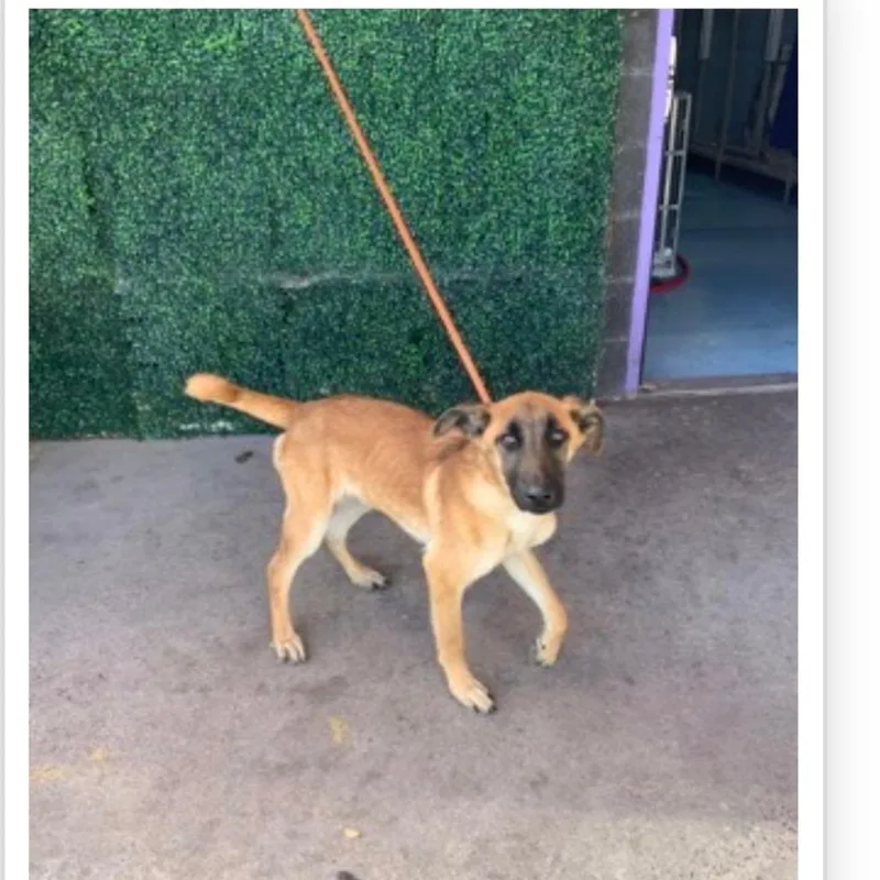A young large-sized male Brown / Chocolate German Shepherd Dog dog named Roofus for adoption in Tacoma, WA