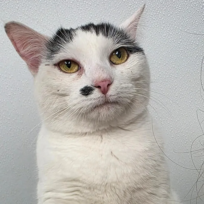 An adult medium-sized female White Domestic Short Hair cat named Priscilla for adoption in Abilene, TX