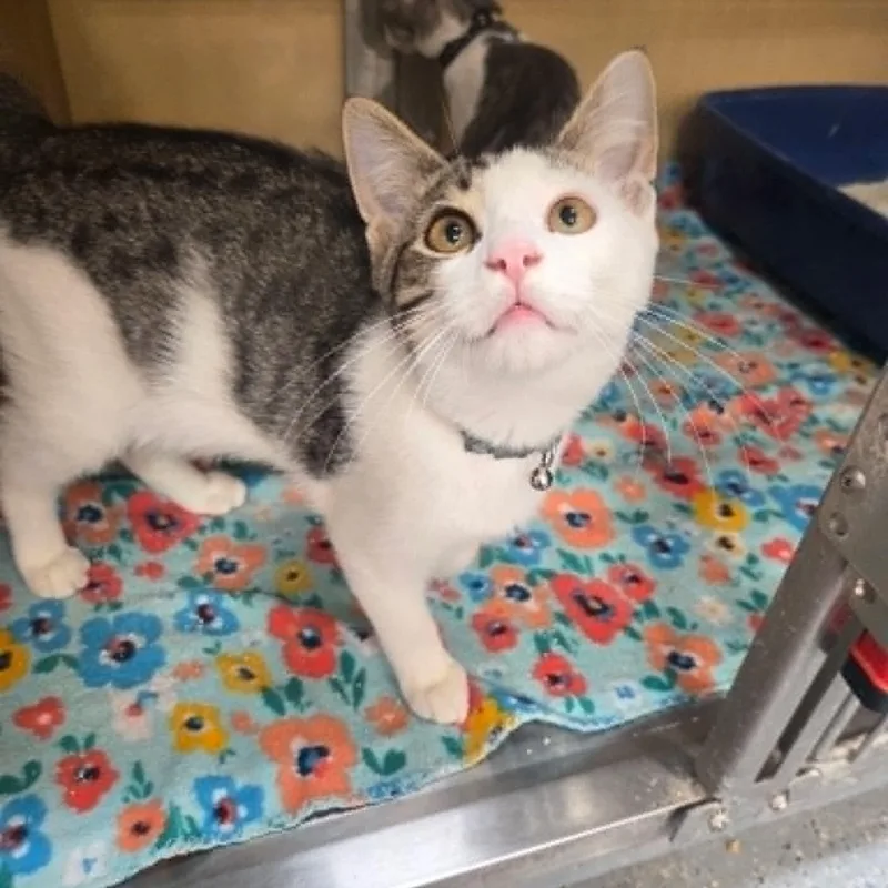 A baby small-sized male Tabby (Brown / Chocolate) Domestic Short Hair cat named Beau for adoption in Antioch, CA