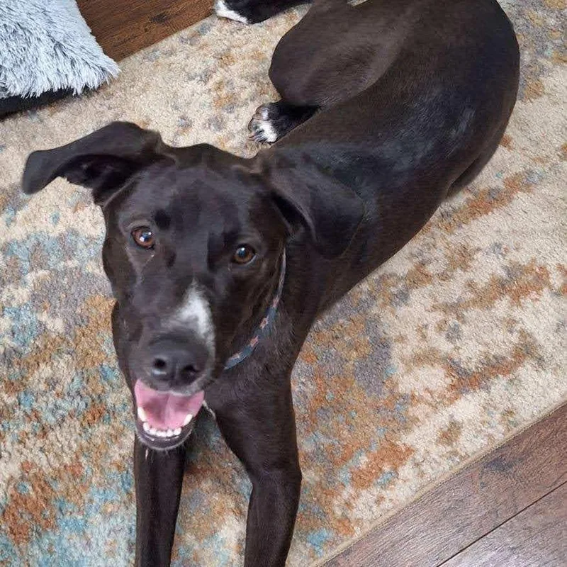 Misty Rain Ak thumbnail 5