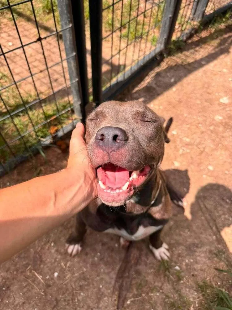 An adult medium-sized female Gray / Blue / Silver Pit Bull Terrier dog named Lana for adoption in Aurora, CO