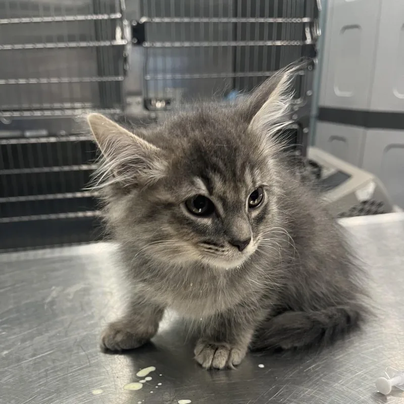 An adult medium-sized female Gray / Blue / Silver Domestic Long Hair cat named Monkey for adoption in Greensboro, NC