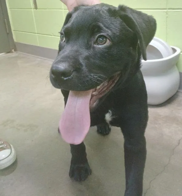 A baby large-sized male Rottweiler dog named Buddy for adoption in Sioux City, IA